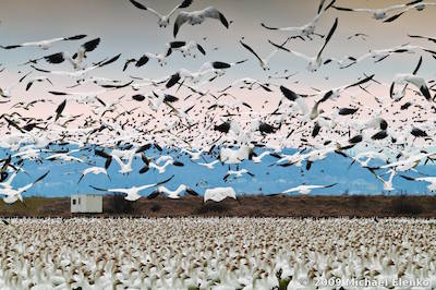 Snow geese migration