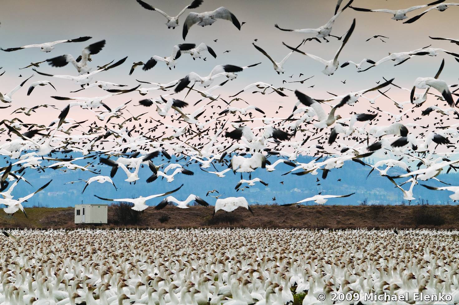 Snow_Geese_Migration.jpg